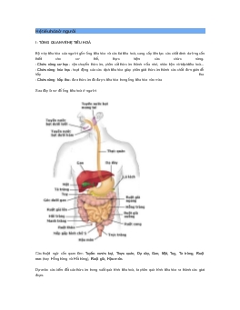 Bài giảng Hệ tiêu hóa ở người